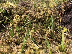 Sphagnum tenellum