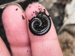 Cylindroiulus londinensis