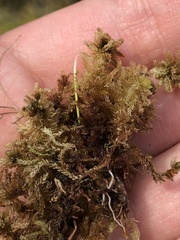 Sphagnum tenellum