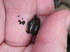 Cylindroiulus londinensis