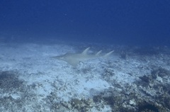 Rhynchobatus australiae