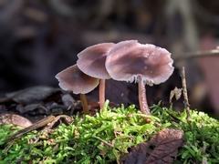 Mycena vinacea