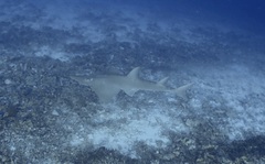 Rhynchobatus australiae