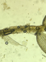 Sphagnum tenellum