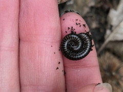 Cylindroiulus londinensis