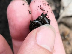 Cylindroiulus londinensis