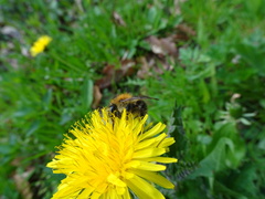 Bombus pascuorum