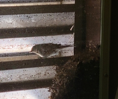 Haemorhous mexicanus