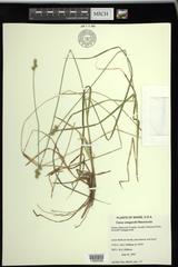 Carex wiegandii