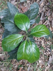Cordia dodecandra