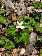Anemonoides quinquefolia