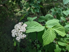 Viburnum wrightii, photograph Martin Kalfatovic, CC BY, iNaturalist via GBIF
