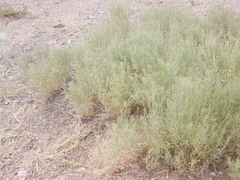 Amsonia arenaria