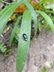 Asphaera albomarginata