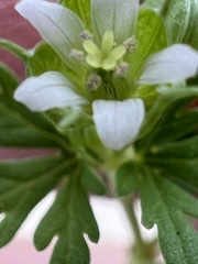 Geranium texanum