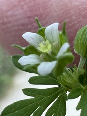 Geranium texanum