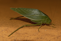 Microcentrum marginatum