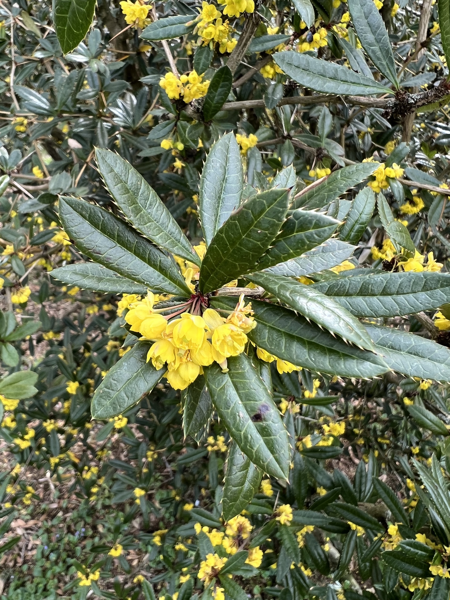 Berberis julianae