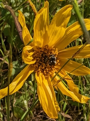 Helianthus nuttallii