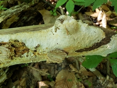 Perenniporia bostonensis
