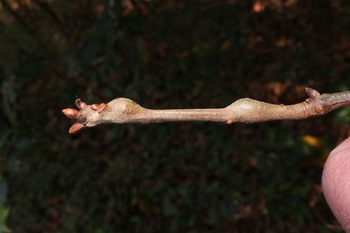 Zapatella quercusmedullae