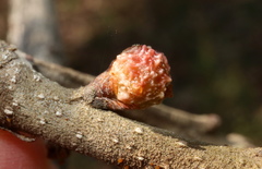 Andricus murtfeldtae