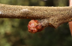 Andricus murtfeldtae