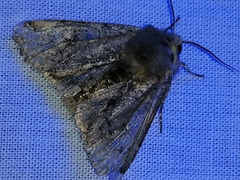 Orthosia incerta