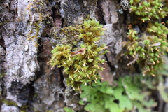 Ulota coarctata