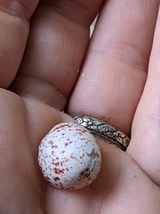 Antrostomus carolinensis