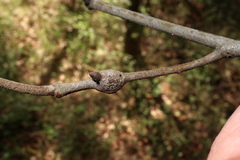 Zapatella quercusmedullae