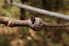 Zapatella quercusmedullae