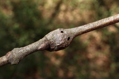 Zapatella quercusmedullae