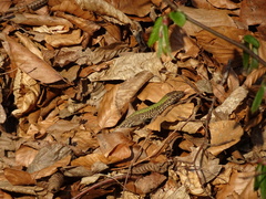 Podarcis muralis
