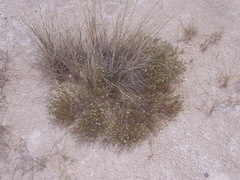 Frankenia jamesii