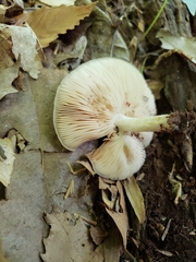 Pluteus hongoi