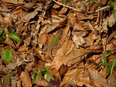 Podarcis muralis