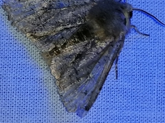 Orthosia incerta