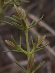 Frankenia jamesii