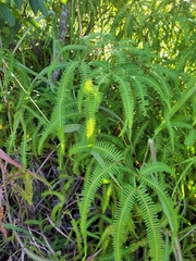 Dicranopteris flexuosa