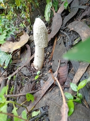 Phallus granulosodenticulatus