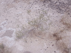 Pseudoclappia arenaria