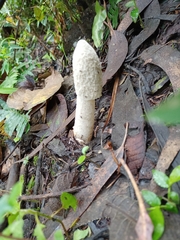 Phallus granulosodenticulatus