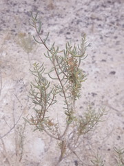 Pseudoclappia arenaria