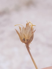 Pseudoclappia arenaria