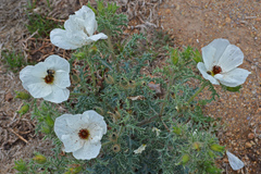 Argemone platyceras