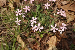 Silene caroliniana