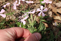 Silene caroliniana