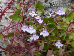 Cymbalaria muralis