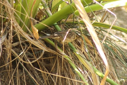 iNaturalist observation photo of Song Sparrow
